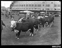 Photo noir et blanc de bovins sombres à tête et pattes blanches, tenus à la longe par leur propriétaires sur un champ de foire.
