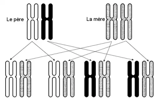 4 combinaisons de chromosomes no 6 sont possibles