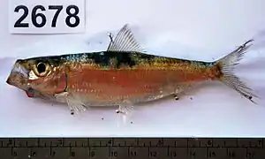 Herklotsichthys quadrimaculatus.