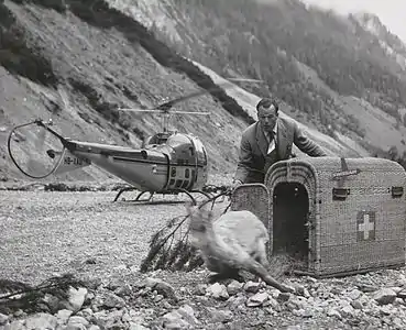 Hermann Geiger libérant un bouquetin dans les Alpes grisonnes en 1958, en arrière-plan, le Bell 47J (HB-XAU)