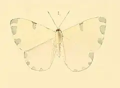 Description de l'image Hermathena candidata - Illustrations of new species of exotic butterflies Hermathena &c (cropped).jpg.