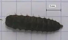 Hermetia illucens (larve)