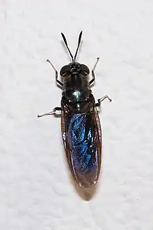 Hermetia illucens