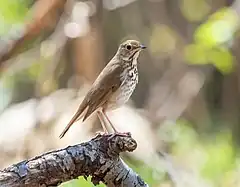 Description de l'image Hermit thrush (26698).jpg.