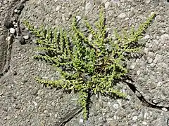 Le port prostré de l'Herniaire velue (en) lui permet de pousser dans la moindre fissure du bitume.