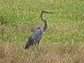 Héron goliath (Ardea goliath).