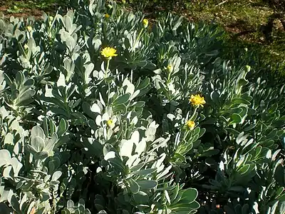 Début de floraison.