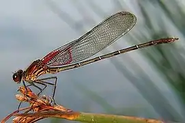 Hetaerina americana (mâle).