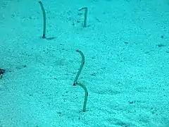 Un groupe d'anguilles jardinières mouchetées (Heteroconger hassi)