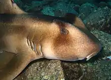 Requin dormeur à crête (Heterodontus galeatus)