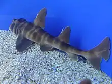 Requin dormeur nekozame (Heterodontus japonicus)
