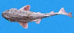 Requin dormeur buffle (Heterodontus mexicanus)