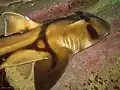 Requin dormeur de Port-Jackson (Heterodontus portusjacksoni)