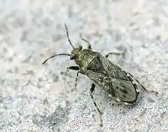 Heterogastridae : Heterogaster urticae.