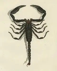 Description de l'image Heterometrus longimanus.jpg.