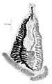 Heteromicrocotyloides megaspinosus (Heteromicrocotylidae)