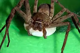 La babouk (Heteropoda venatoria), peu venimeuse, reconnaissable à sa « moustache » blanche sur le clypéus. Ici, une femelle portant son sac d'œufs.