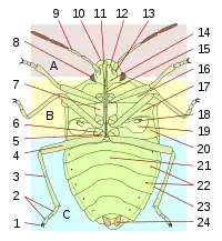 morphologie ventrale d'une punaise