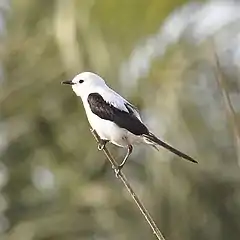 Pépoaza dominicain (Heteroxolmis dominicana)