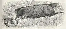 Illustration en noir et blanc d'une taupe et d'une larve.