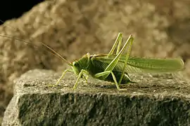 On reconnaît le mâle à l'absence d'ovipositeur