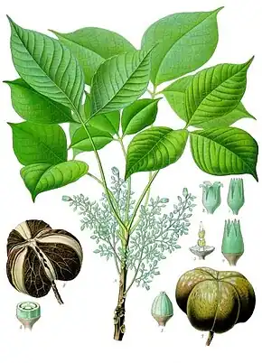 Description de l'image Hevea brasiliensis - Köhler–s Medizinal-Pflanzen-071.jpg.