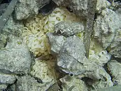 Œufs d'Hexaplex trunculus.