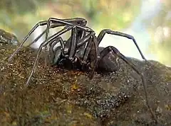 Description de l'image Hexathele hochstetteri, banded tunnelweb spider 2.jpg.