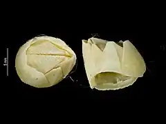 Hexelasma globosum (Bathylasmatidae)