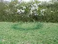 Ronds de sorcières sur une prairie à Niedergailbach.