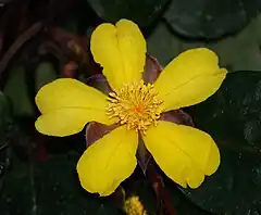Description de l'image Hibbertia.dentata.flower.jpg.