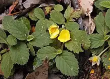 Hibbertia grossulariifolia.