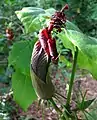 Hibiscadelphus giffardianus : une fleur