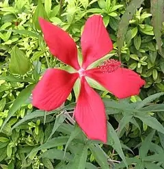 Description de l'image Hibiscus coccineus4.jpg.