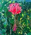 Hibiscus schizopetalus ou Hibiscus corail.