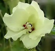 Hibiscus esculentus