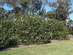 Description de l'image Hibiscus heterophyllus bush.jpg.
