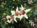 Fleur d'Hibiscus insularis