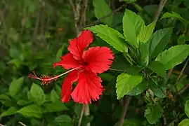 Hibiscus rosa-sinensis, une Rosidée.