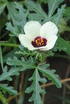 Description de l'image Hibiscus trionum bgiu 02.jpg.