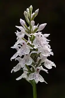 The Grand Design Quartet: Song of the Common Spotted Orchid (no 25, 2004)