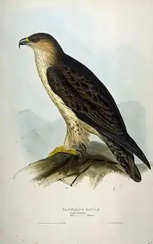 Lithographie de l'aigle de Bonelli