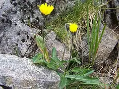 Épervière des Alpes.