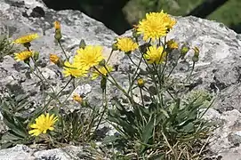 Description de l'image Hieracium humile (Kleinwuchs-Habichtskraut) IMG 26554.jpg.