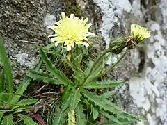 Épervière à feuilles de chicorée dans les Spitzkoepfe.