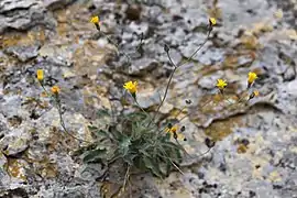 Épervière des murs poussant à travers une fissure de la roche à Aiguèze, France.