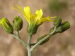 Inflorescences