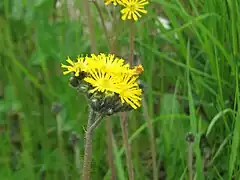 Description de l'image Hieracium pratense 4973.jpg.