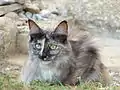 Angora turc black tortie smoke