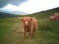 Vache highland